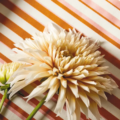 Calla Clemetine/Peony 133893 | Malcolm Fabrics NZ