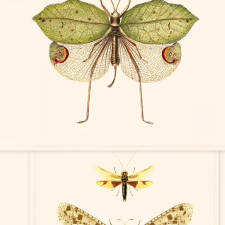 ENTOMOLOGY WP20233 | Malcolm Fabrics NZ