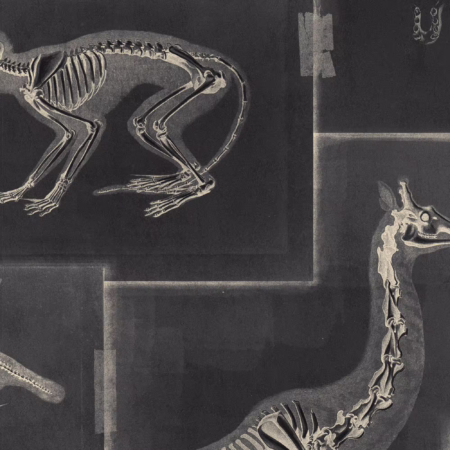 ZOOARCHAEOLOGY ANTHRACITE WP20237 | Malcolm Fabrics NZ
