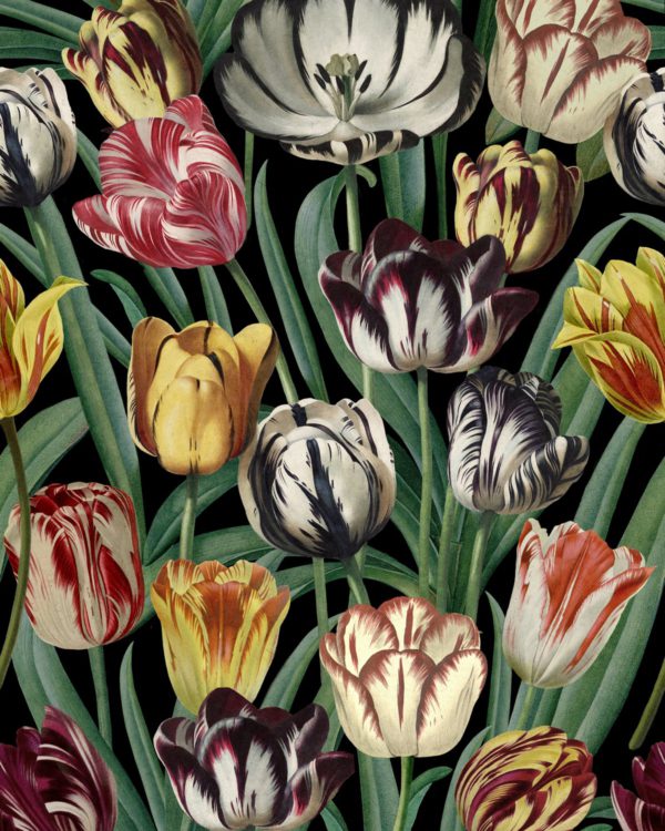 TULIPA | Malcolm Fabrics NZ